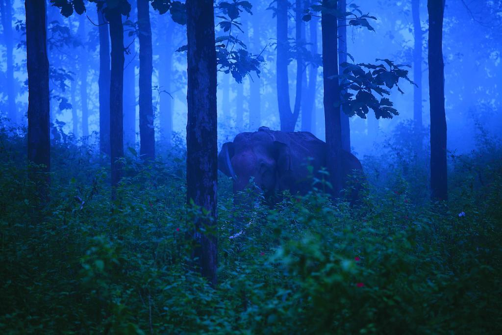The Woods Resorts Wayanad Sultan Bathery Buitenkant foto